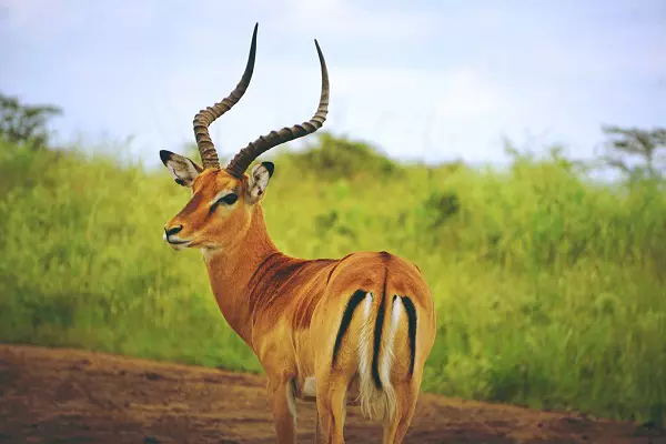 Impala captured during the 2-day Tanzania safari tour package