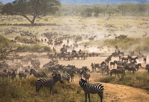 4-Day Serengeti Migration Safari Tour Package