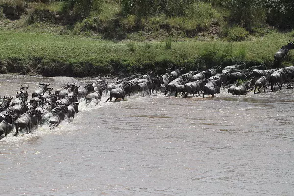 5-Day Serengeti Migration Safari Tour Package