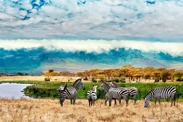 5-Day Tanzania Sharing Group Joining Safari Tour Package