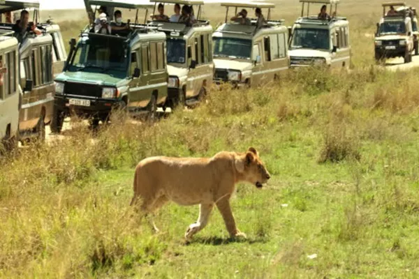 1-Day Tanzania Private Safari Package